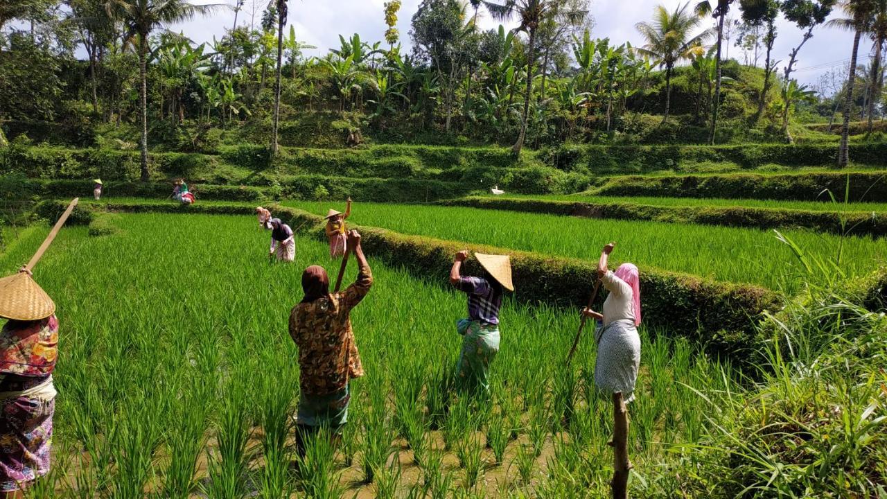 Bale Kembang Kuning Lägenhet Tetebatu Exteriör bild